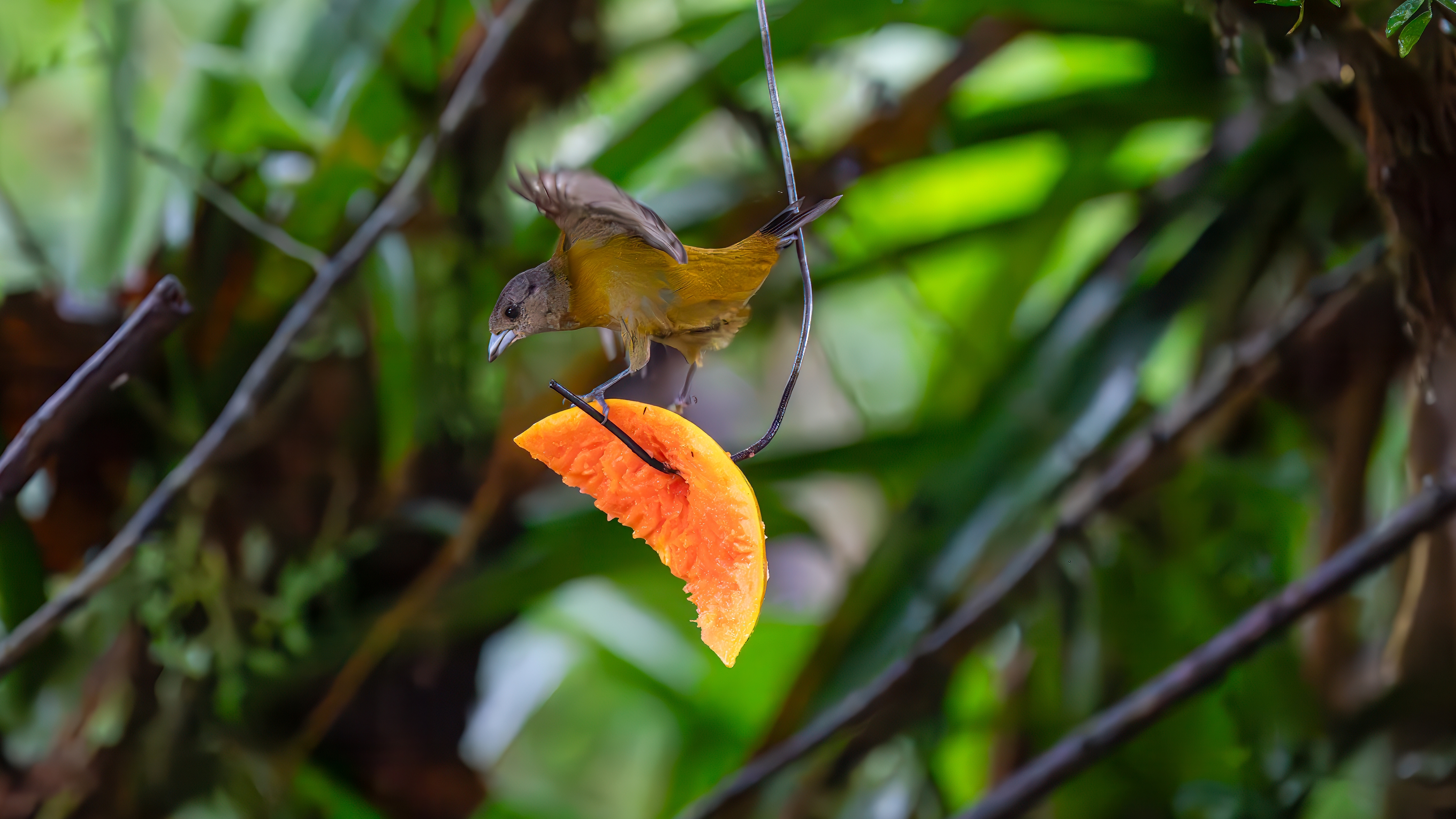 Kirschtangare ist ein mittelgroßer Sperlingsvogel. Diese Tangare ist ein ansässiger Brüter im pazifischen Tiefland von Costa Rica und Westpanama.
Erwachsener Plum. nuptial

Wald: Feuchtebene, Feuchtberg; Buschwald: feucht; Künstliche terrestrische Gebiete: landwirtschaftliches Land, Weiden, Plantagen, ländliche Gärten